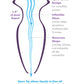 Anal Fantasy Elite Mega Anal Glass Gaper Transparente