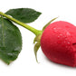 Inmi Bloomgasm Wild Rose - Red